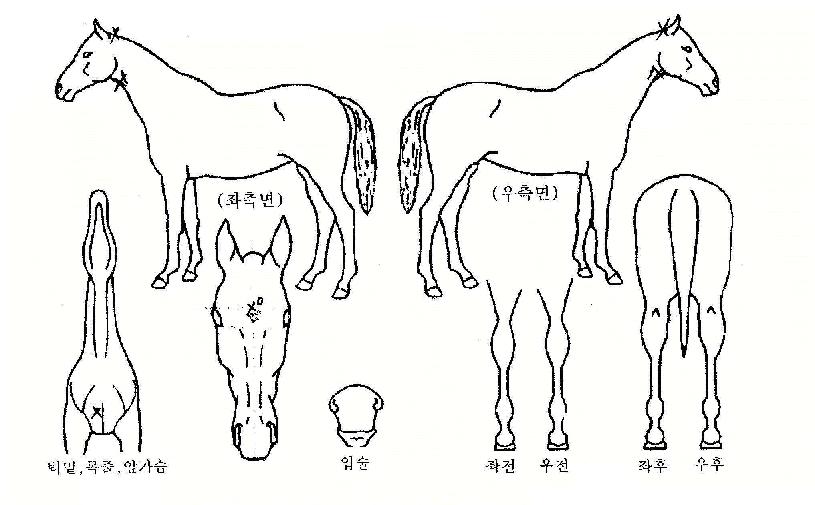 ���ǿ���기�ڸ��� ����,���,�޸�,�λ�,�ٸ��� Ư¡����