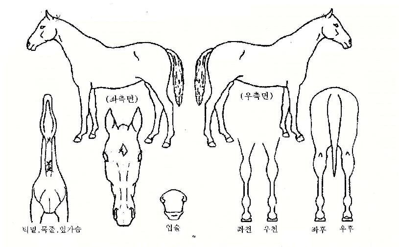 Ʈ���̿��� ����,���,�޸�,�λ�,�ٸ��� Ư¡����