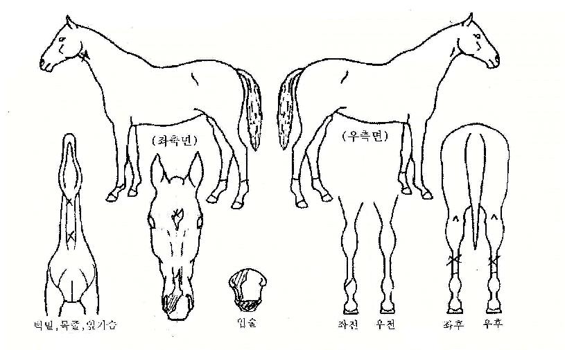 ���彺���� ����,���,�޸�,�λ�,�ٸ��� Ư¡����