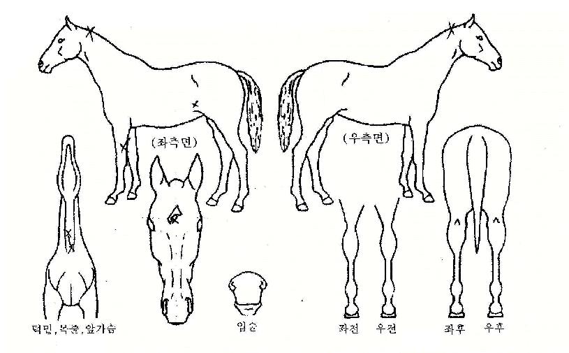 ¿ì½Â½Ã´ëÀÇ Ãø¸é,¿ì¸é,µÞ¸é,µÎ»ó,´Ù¸®ÀÇ Æ¯Â¡µµÇØ