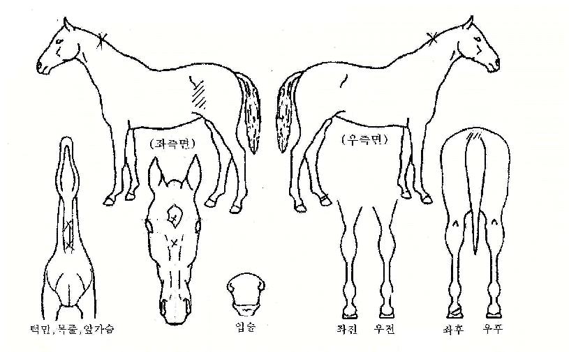 �ܸ��� ����,���,�޸�,�λ�,�ٸ��� Ư¡����