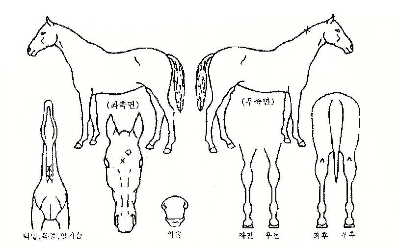 ´ë¼¶ÀÇ Ãø¸é,¿ì¸é,µÞ¸é,µÎ»ó,´Ù¸®ÀÇ Æ¯Â¡µµÇØ