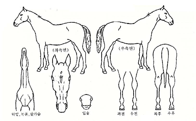 ����йи��� ����,���,�޸�,�λ�,�ٸ��� Ư¡����