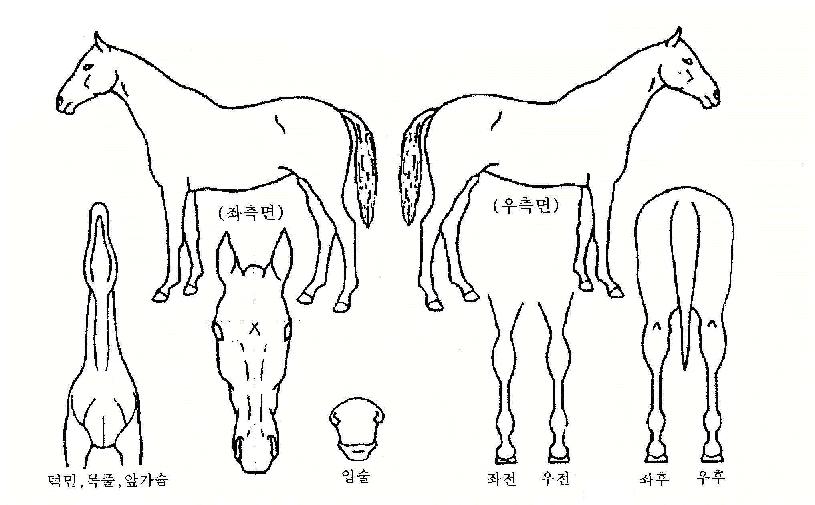 ÃÑÀâÀÌÀÇ Ãø¸é,¿ì¸é,µÞ¸é,µÎ»ó,´Ù¸®ÀÇ Æ¯Â¡µµÇØ
