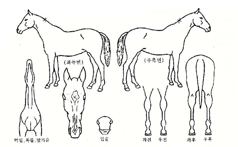¼¼·¯¸Ó´ÏÀÇ Ãø¸é,¿ì¸é,µÞ¸é,µÎ»ó,´Ù¸®ÀÇ Æ¯Â¡µµÇØ