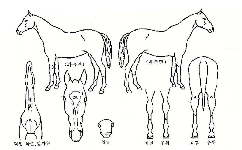 °µ¹ÀÌÀÇ Ãø¸é,¿ì¸é,µÞ¸é,µÎ»ó,´Ù¸®ÀÇ Æ¯Â¡µµÇØ