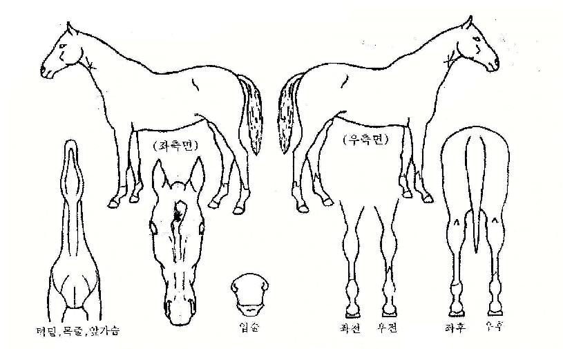 �������̳��� ����,���,�޸�,�λ�,�ٸ��� Ư¡����