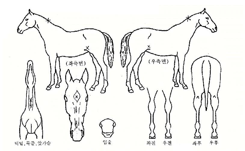 ���������� ����,���,�޸�,�λ�,�ٸ��� Ư¡����