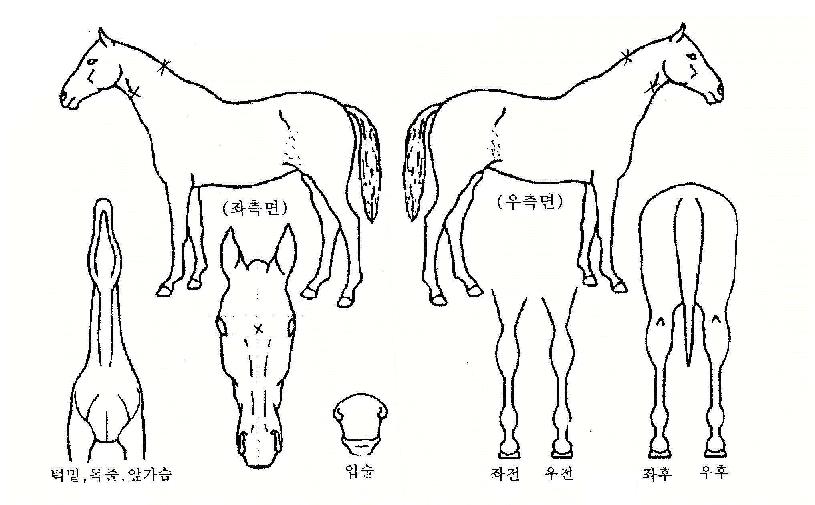 Âü´Ù·¡ÀÇ Ãø¸é,¿ì¸é,µÞ¸é,µÎ»ó,´Ù¸®ÀÇ Æ¯Â¡µµÇØ