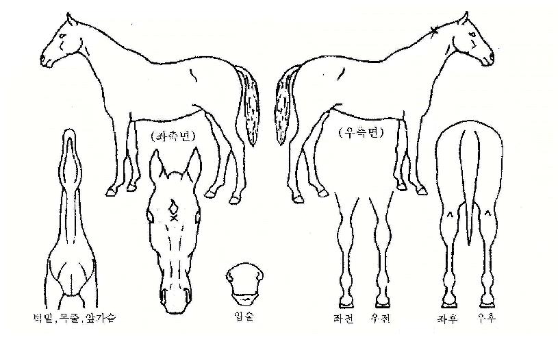 �����̱��� ����,���,�޸�,�λ�,�ٸ��� Ư¡����