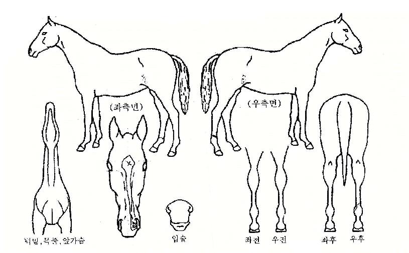 ºÀ¹ÙÀ§ÀÇ Ãø¸é,¿ì¸é,µÞ¸é,µÎ»ó,´Ù¸®ÀÇ Æ¯Â¡µµÇØ