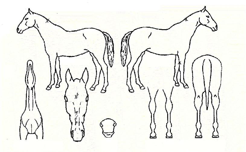 �翬������ ����,���,�޸�,�λ�,�ٸ��� Ư¡����