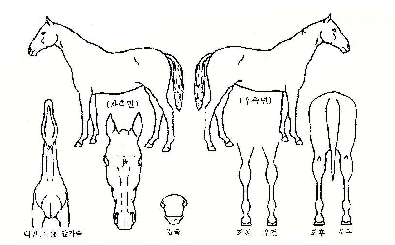 ȶûÈÄ¿¹ÀÇ Ãø¸é,¿ì¸é,µÞ¸é,µÎ»ó,´Ù¸®ÀÇ Æ¯Â¡µµÇØ