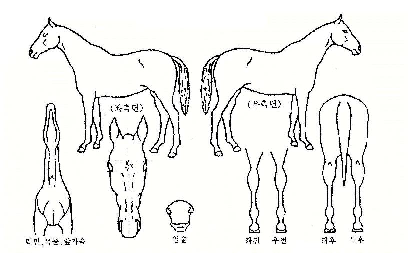»ïºñÀÇ Ãø¸é,¿ì¸é,µÞ¸é,µÎ»ó,´Ù¸®ÀÇ Æ¯Â¡µµÇØ