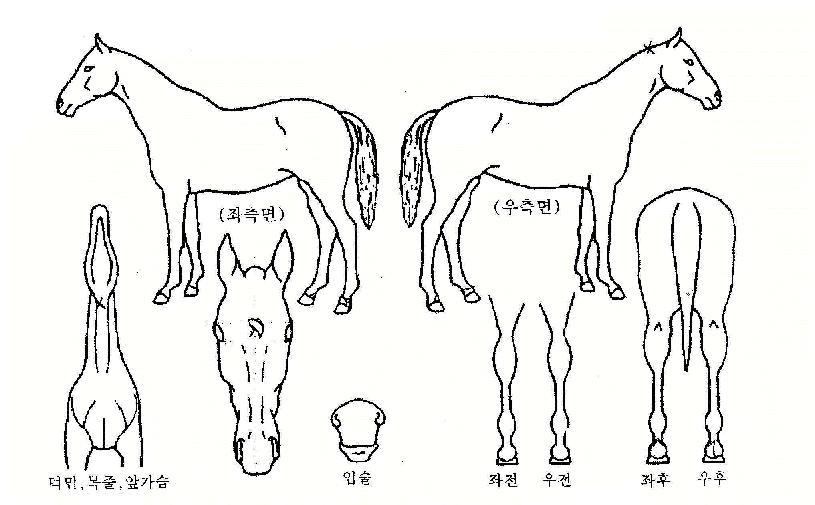 ºÒ²ÉÈñ¸ÁÀÇ Ãø¸é,¿ì¸é,µÞ¸é,µÎ»ó,´Ù¸®ÀÇ Æ¯Â¡µµÇØ