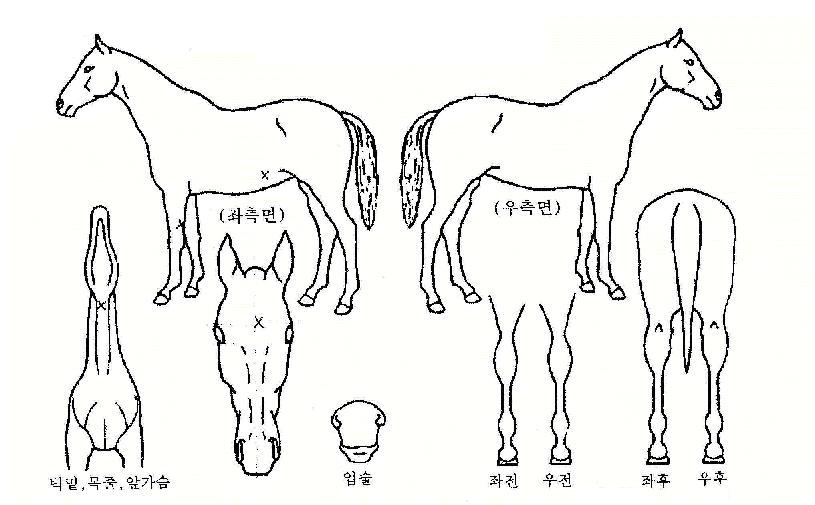 º¸¶óÄ«ÀÌÀÇ Ãø¸é,¿ì¸é,µÞ¸é,µÎ»ó,´Ù¸®ÀÇ Æ¯Â¡µµÇØ