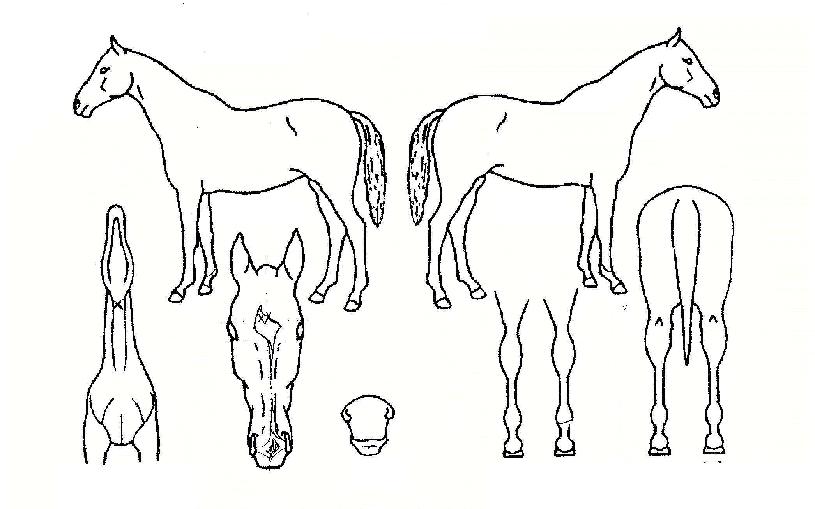 »ï´öÀÇ Ãø¸é,¿ì¸é,µÞ¸é,µÎ»ó,´Ù¸®ÀÇ Æ¯Â¡µµÇØ