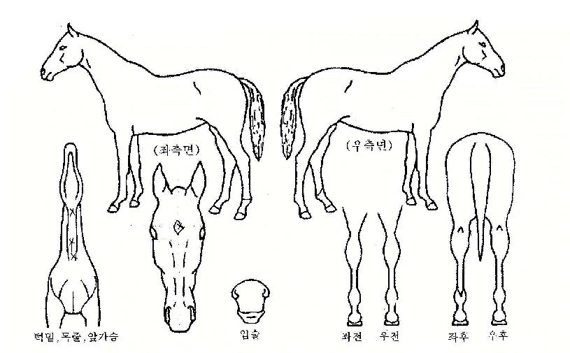 ��ε����� ����,���,�޸�,�λ�,�ٸ��� Ư¡����