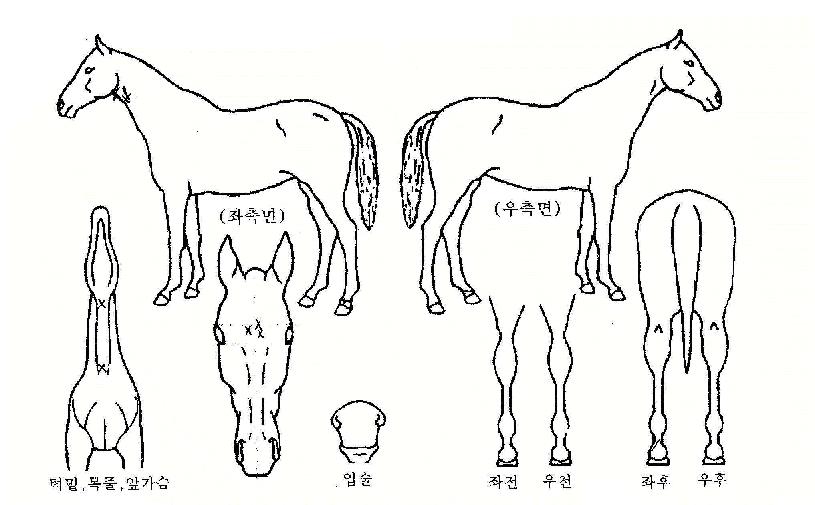 ¹«ÆÐȯȣÀÇ Ãø¸é,¿ì¸é,µÞ¸é,µÎ»ó,´Ù¸®ÀÇ Æ¯Â¡µµÇØ