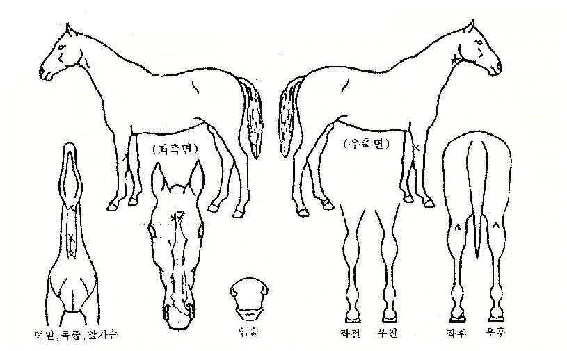 ����ʽ��� ����,���,�޸�,�λ�,�ٸ��� Ư¡����