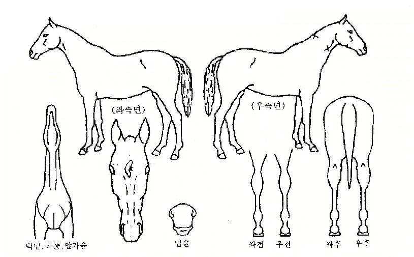 ���������� ����,���,�޸�,�λ�,�ٸ��� Ư¡����