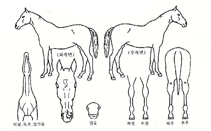 ġ���޺����� ����,���,�޸�,�λ�,�ٸ��� Ư¡����
