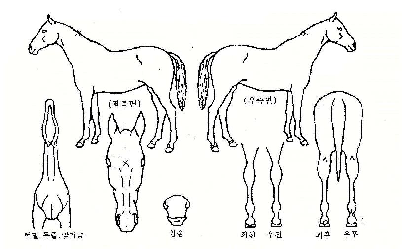 �±������ ����,���,�޸�,�λ�,�ٸ��� Ư¡����