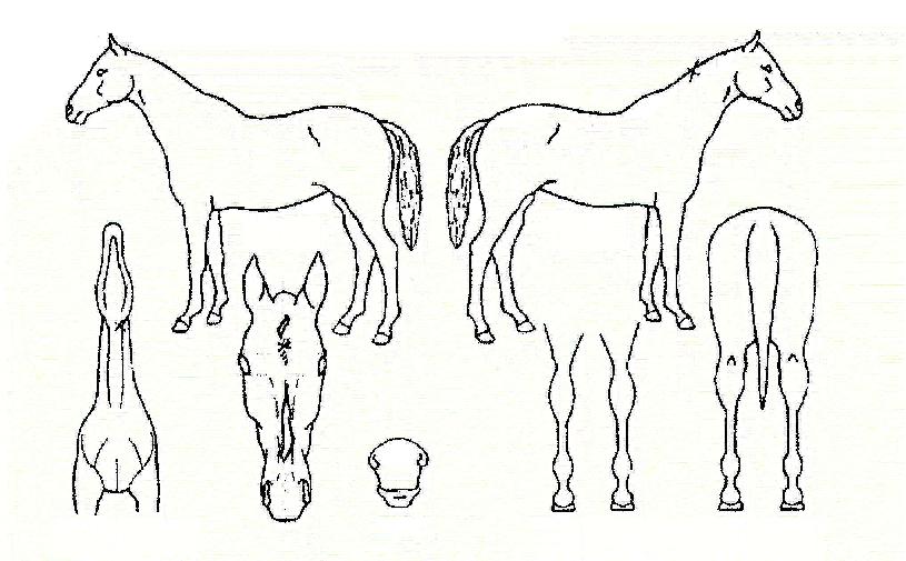 ���ڶ���Ʈ�� ����,���,�޸�,�λ�,�ٸ��� Ư¡����