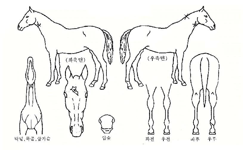 ��ǳ���� ����,���,�޸�,�λ�,�ٸ��� Ư¡����