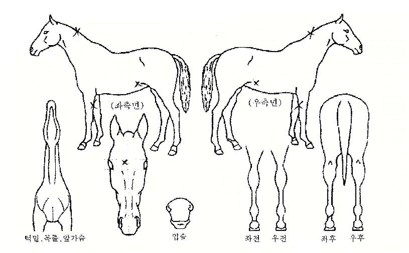 �뵵���� ����,���,�޸�,�λ�,�ٸ��� Ư¡����