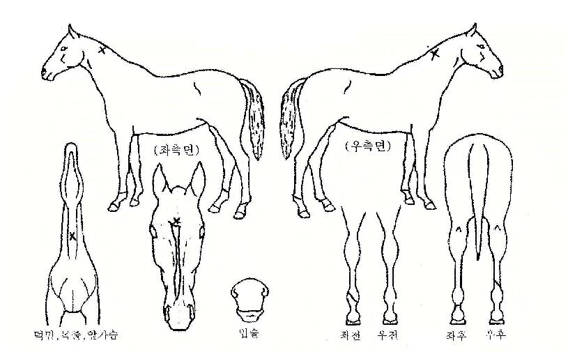 ��õ帲�� ����,���,�޸�,�λ�,�ٸ��� Ư¡����