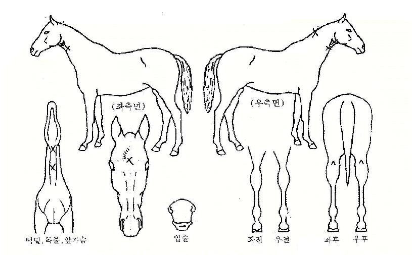 Ǫ�������� ����,���,�޸�,�λ�,�ٸ��� Ư¡����