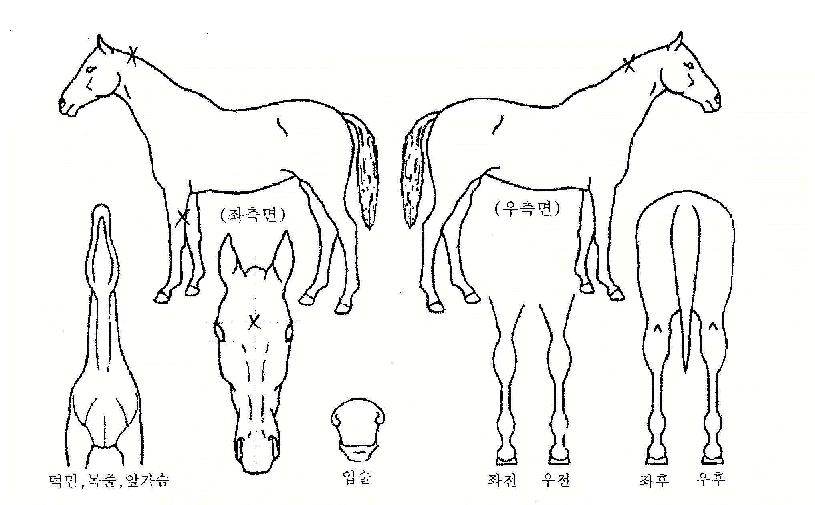 �������� ����,���,�޸�,�λ�,�ٸ��� Ư¡����