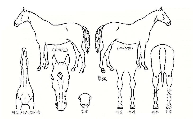õÁöÁúÁÖÀÇ Ãø¸é,¿ì¸é,µÞ¸é,µÎ»ó,´Ù¸®ÀÇ Æ¯Â¡µµÇØ