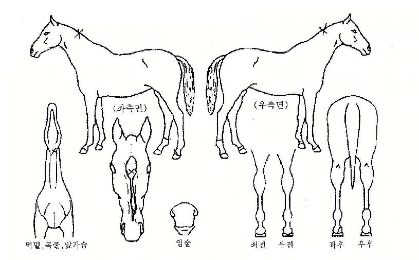 ��ǳ������ ����,���,�޸�,�λ�,�ٸ��� Ư¡����