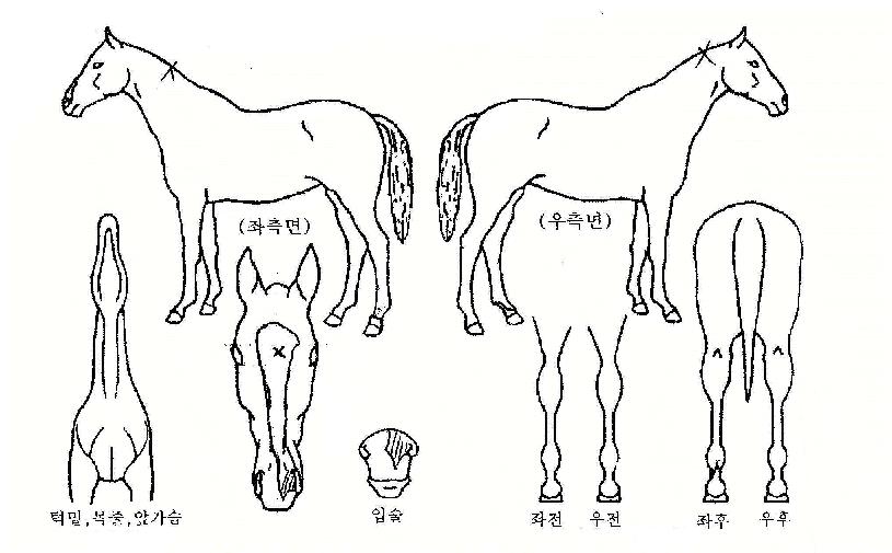 û»ê´ë±ºÀÇ Ãø¸é,¿ì¸é,µÞ¸é,µÎ»ó,´Ù¸®ÀÇ Æ¯Â¡µµÇØ