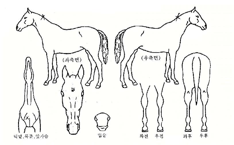 ½º¸¶ÀϺöÀÇ Ãø¸é,¿ì¸é,µÞ¸é,µÎ»ó,´Ù¸®ÀÇ Æ¯Â¡µµÇØ