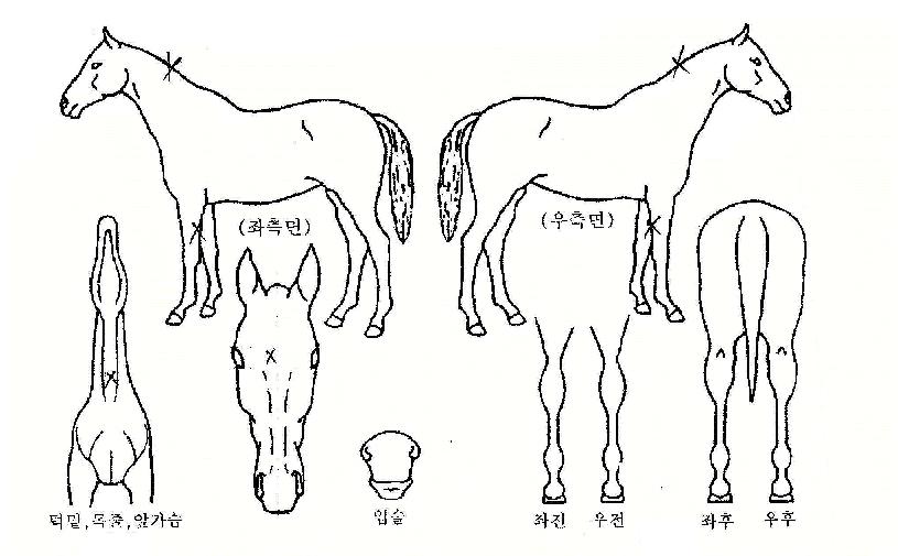 �ų���û���� ����,���,�޸�,�λ�,�ٸ��� Ư¡����