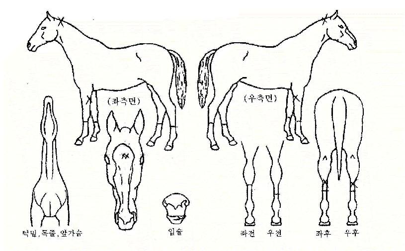 �����庸���� ����,���,�޸�,�λ�,�ٸ��� Ư¡����