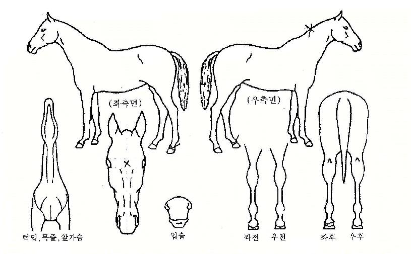 ¼±½º¸¶ÀÏÀÇ Ãø¸é,¿ì¸é,µÞ¸é,µÎ»ó,´Ù¸®ÀÇ Æ¯Â¡µµÇØ