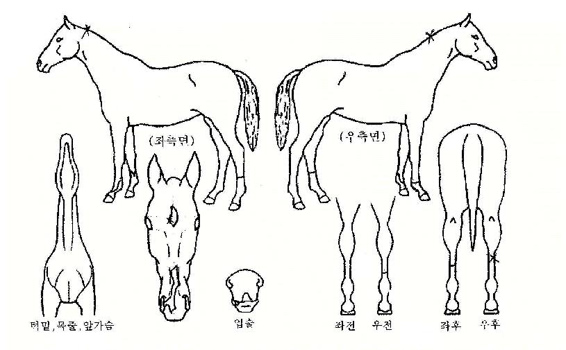 Ȧ������Ʈ���̵��ڸ��� ����,���,�޸�,�λ�,�ٸ��� Ư¡����