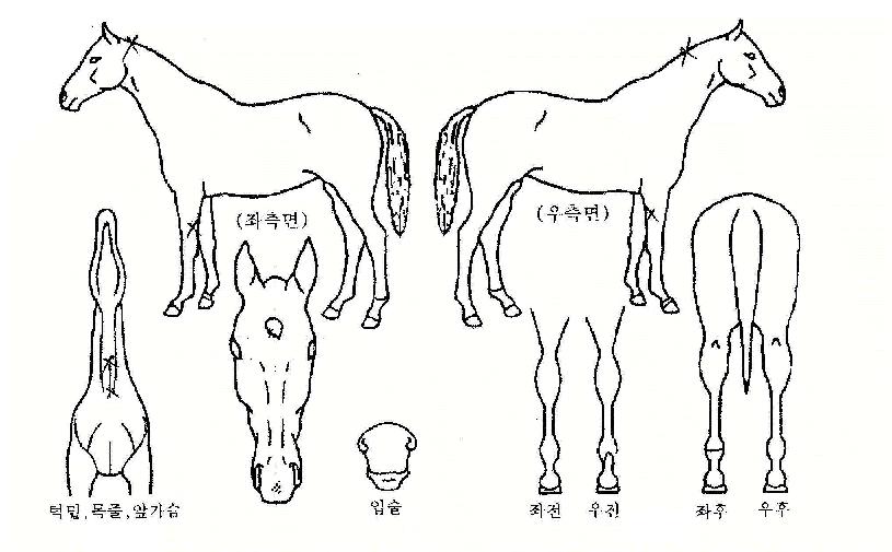 �������÷����� ����,���,�޸�,�λ�,�ٸ��� Ư¡����