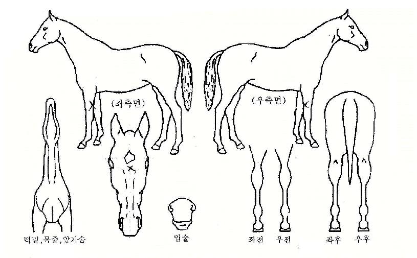 ¿ùµå½ºÅèÀÇ Ãø¸é,¿ì¸é,µÞ¸é,µÎ»ó,´Ù¸®ÀÇ Æ¯Â¡µµÇØ