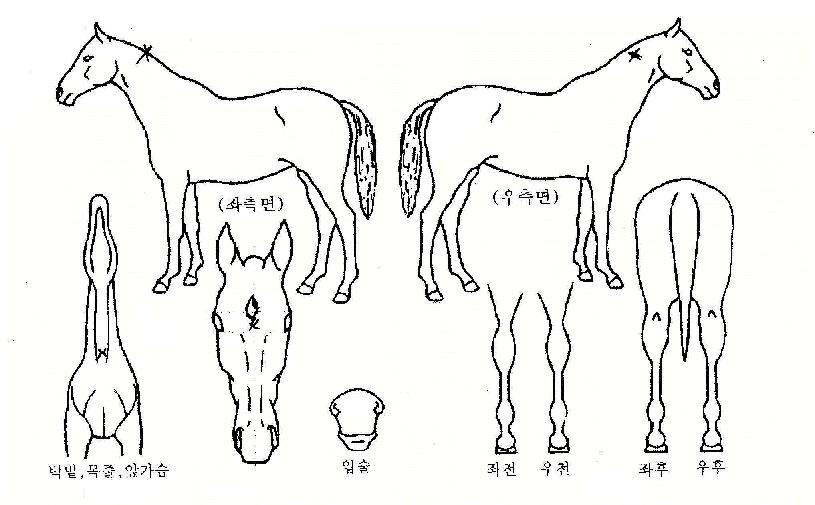 Áö»óÀÚÀÇ Ãø¸é,¿ì¸é,µÞ¸é,µÎ»ó,´Ù¸®ÀÇ Æ¯Â¡µµÇØ