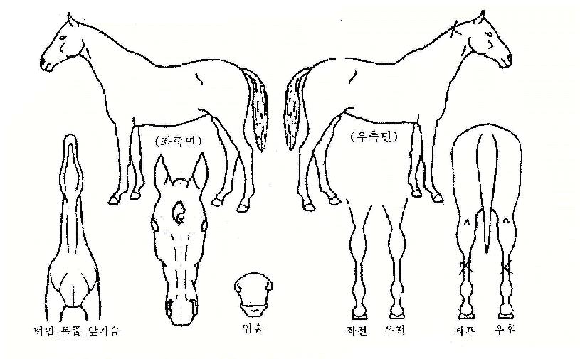 ÇʱÂÀÇ Ãø¸é,¿ì¸é,µÞ¸é,µÎ»ó,´Ù¸®ÀÇ Æ¯Â¡µµÇØ