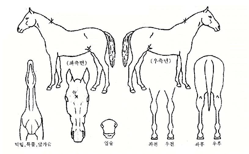 ������ ����,���,�޸�,�λ�,�ٸ��� Ư¡����