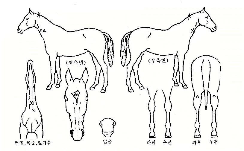 ´ººñÀüÀÇ Ãø¸é,¿ì¸é,µÞ¸é,µÎ»ó,´Ù¸®ÀÇ Æ¯Â¡µµÇØ