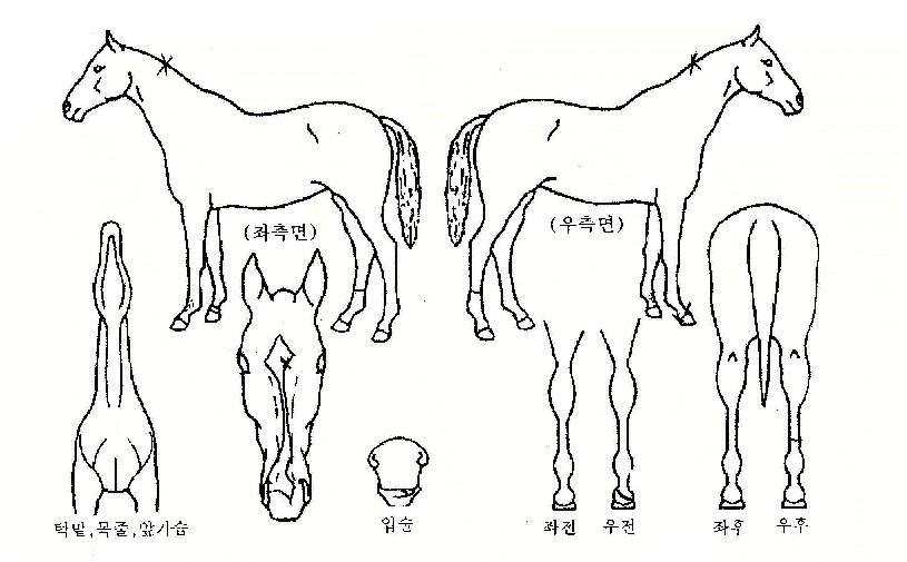 ¹ÙÀÜÇÁ·ÐƼ¾îÀÚ¸¶ÀÇ Ãø¸é,¿ì¸é,µÞ¸é,µÎ»ó,´Ù¸®ÀÇ Æ¯Â¡µµÇØ