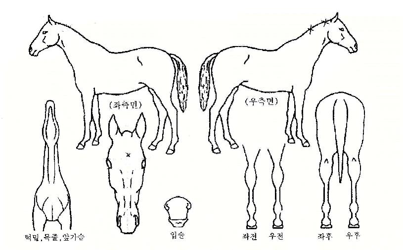 ¿õºñ¿ªÁÖÀÇ Ãø¸é,¿ì¸é,µÞ¸é,µÎ»ó,´Ù¸®ÀÇ Æ¯Â¡µµÇØ