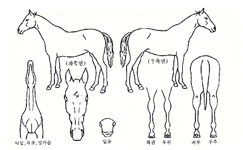 ����ź���� ����,���,�޸�,�λ�,�ٸ��� Ư¡����